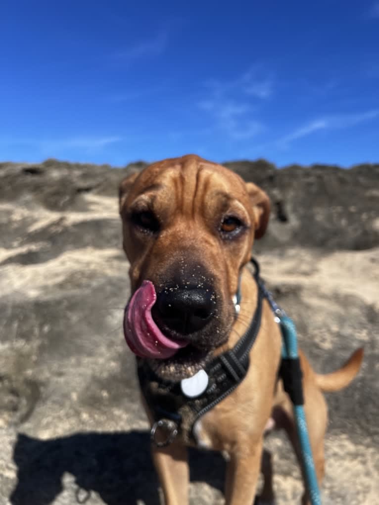 Wookie, an American Pit Bull Terrier and Bulldog mix tested with EmbarkVet.com