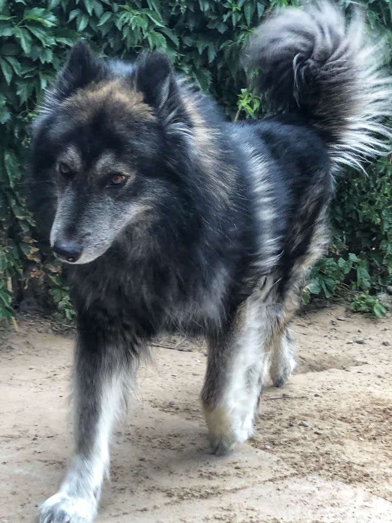 Brutus, a German Shepherd Dog and Siberian Husky mix tested with EmbarkVet.com