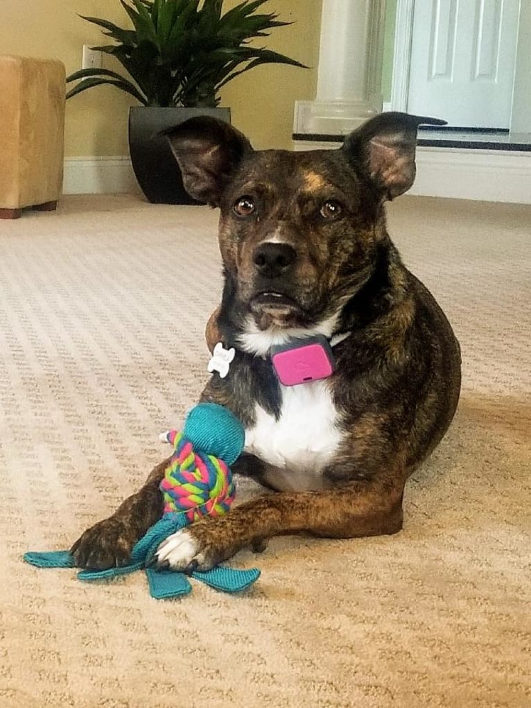 Carmela, a Boston Terrier and Mountain Cur mix tested with EmbarkVet.com