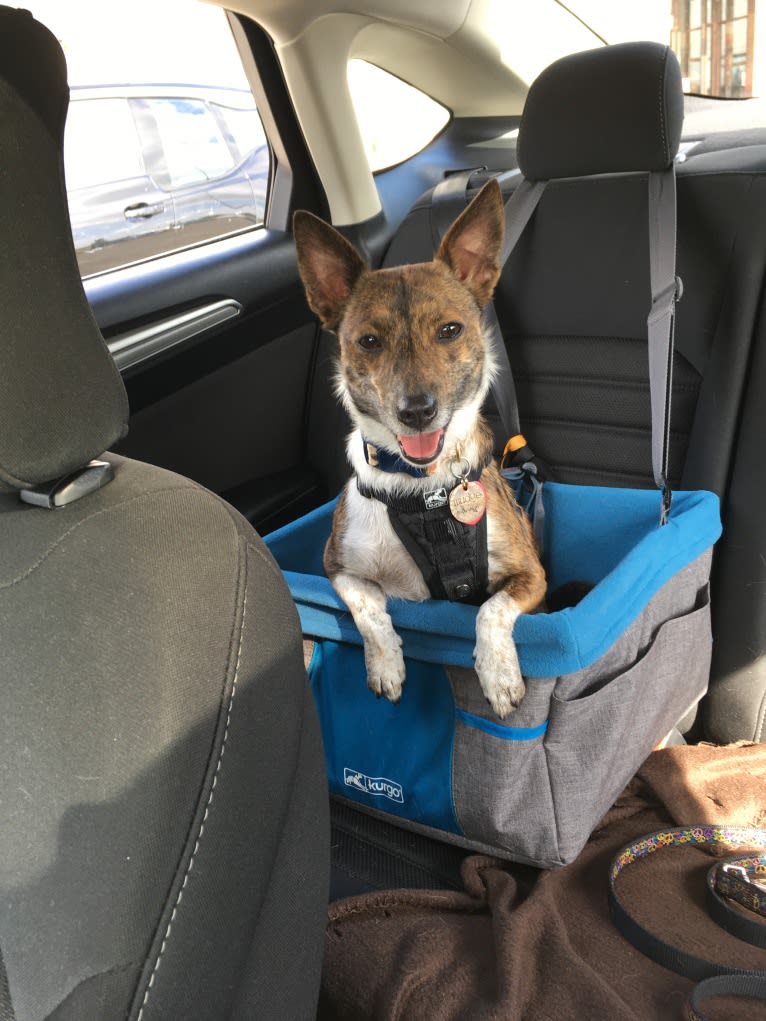 Mudge, a Chihuahua and Australian Cattle Dog mix tested with EmbarkVet.com