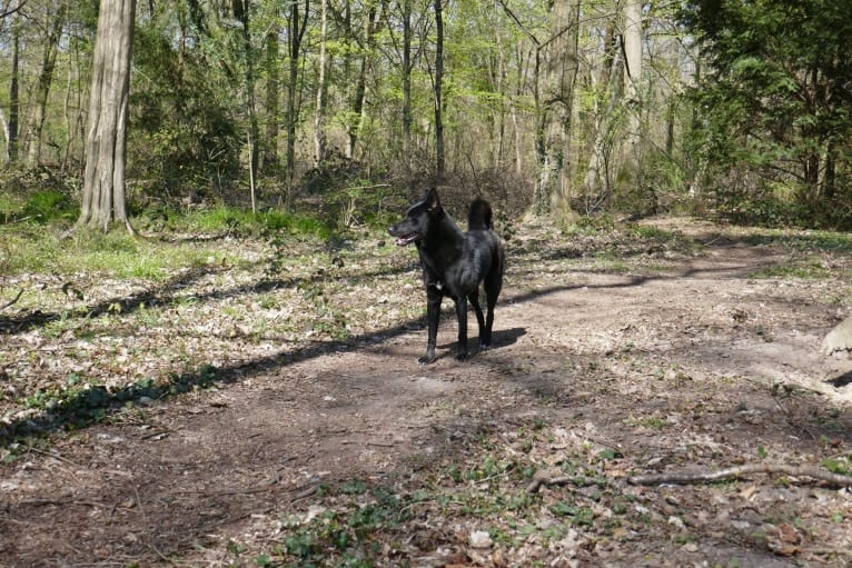 Moshae, a Canaan Dog tested with EmbarkVet.com