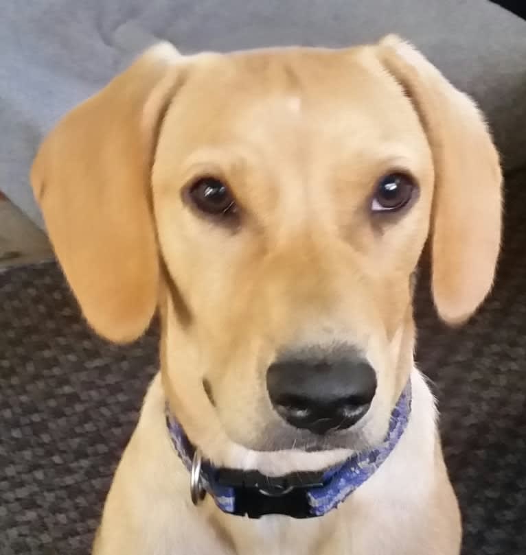 Neddy, a Miniature Schnauzer and Labrador Retriever mix tested with EmbarkVet.com