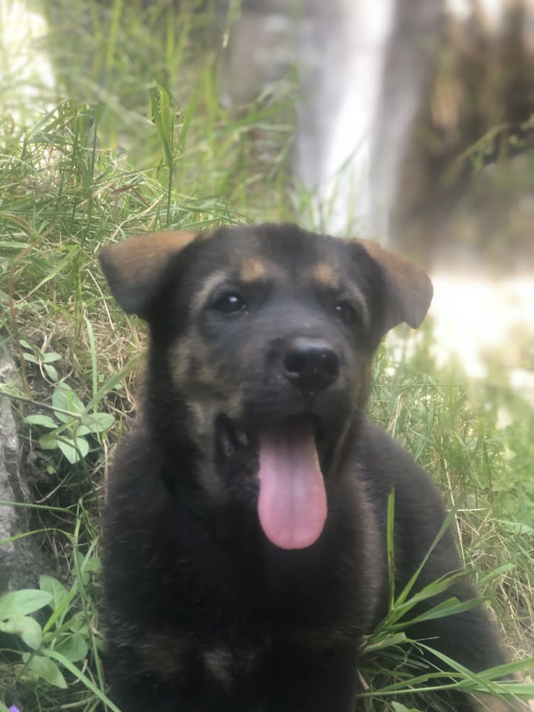 Buddy, a Jindo tested with EmbarkVet.com