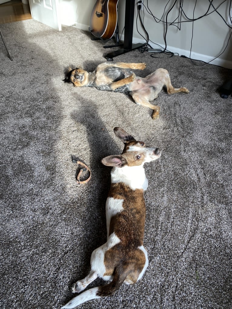 Banjo, an Australian Cattle Dog and Cocker Spaniel mix tested with EmbarkVet.com