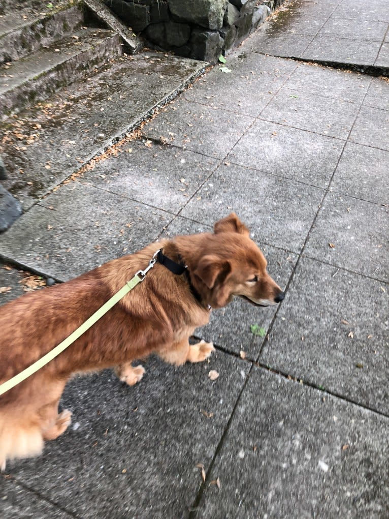 Sunny, a Chow Chow and Australian Cattle Dog mix tested with EmbarkVet.com