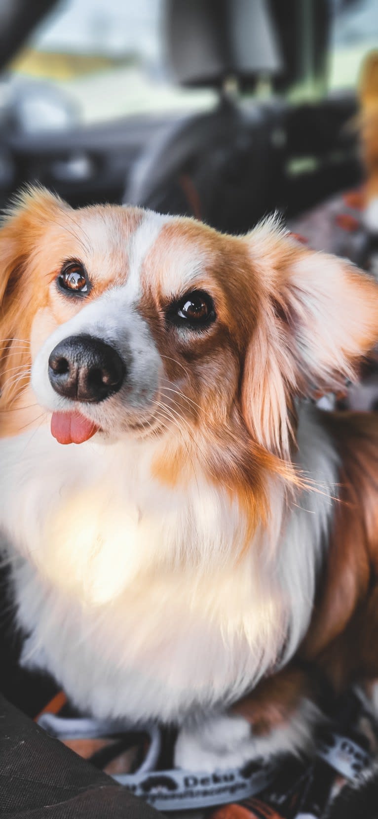 Cheza, a Pembroke Welsh Corgi and Samoyed mix tested with EmbarkVet.com