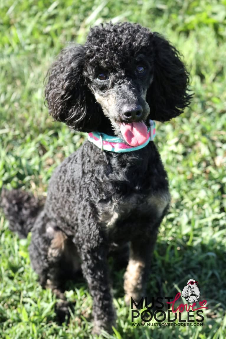 Envy, a Poodle tested with EmbarkVet.com