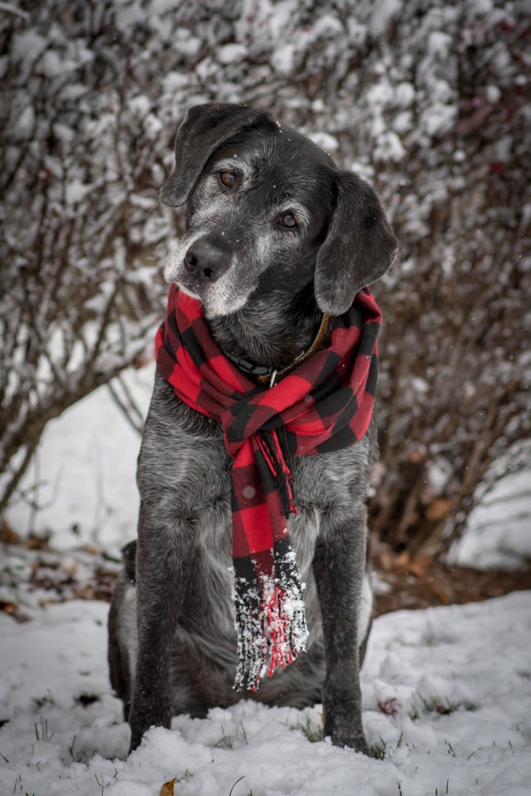 Schimpf's Addicted to the Game ("Addie"), a Labrador Retriever and German Shepherd Dog mix tested with EmbarkVet.com