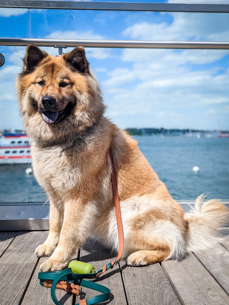 Rhu, an Eurasier tested with EmbarkVet.com