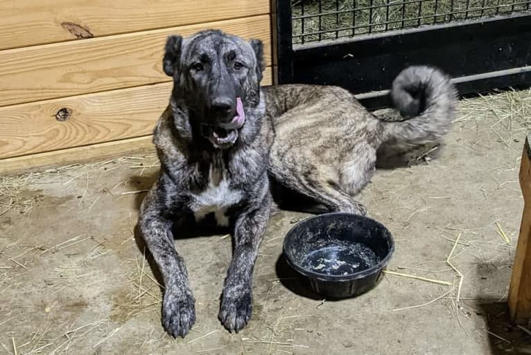 Persephone, an Armenian Gampr tested with EmbarkVet.com