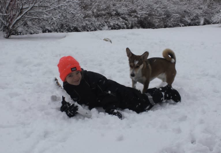 Bella, an Eastern European Village Dog tested with EmbarkVet.com