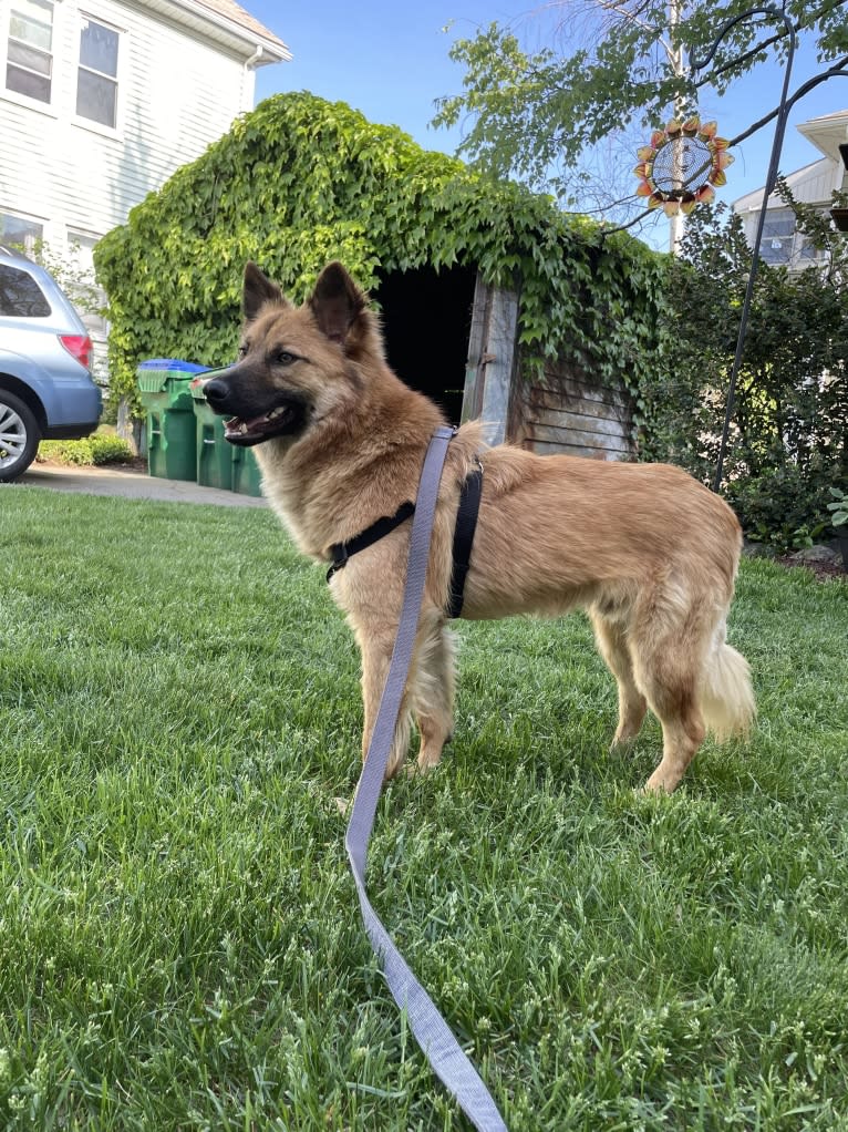 Charlie, a German Shepherd Dog and Phu Quoc Ridgeback mix tested with EmbarkVet.com