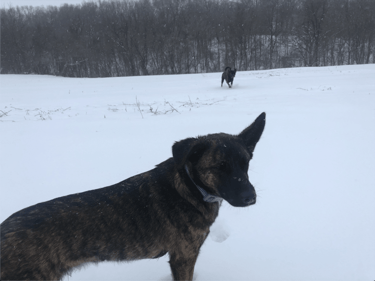 Foxy, a Mountain Cur and German Shepherd Dog mix tested with EmbarkVet.com