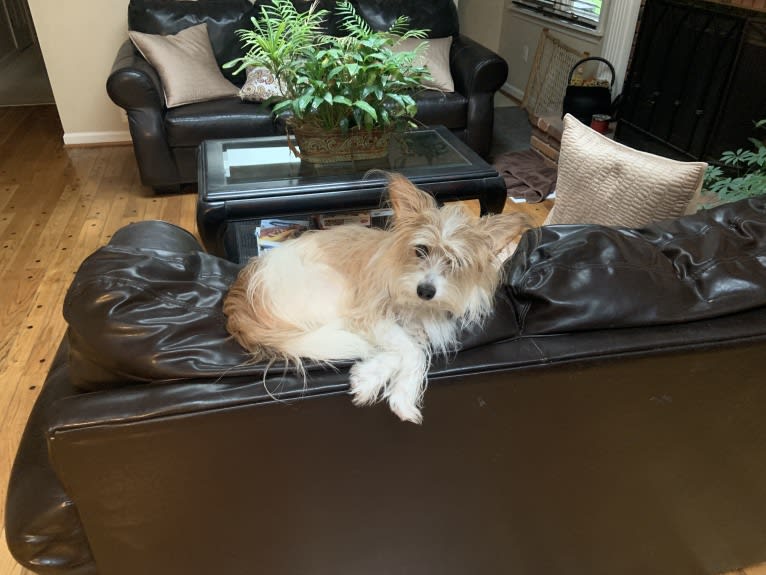 Finn, a Papillon and Maltese mix tested with EmbarkVet.com