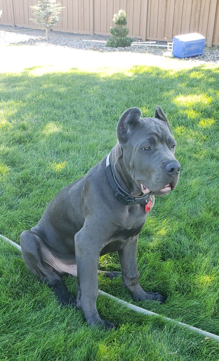 Clay, a Cane Corso and Boerboel mix tested with EmbarkVet.com