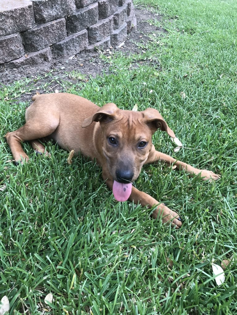 Bailey, an American Pit Bull Terrier and Chinese Shar-Pei mix tested with EmbarkVet.com