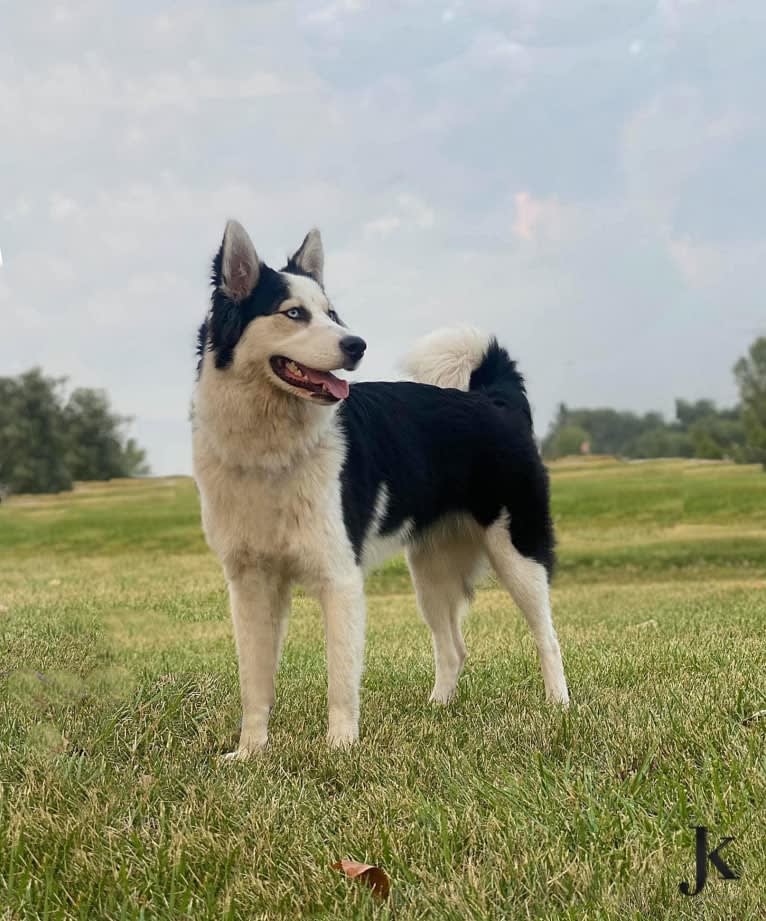 Branwen, a Yakutian Laika tested with EmbarkVet.com