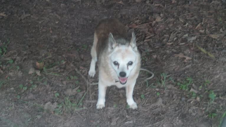 Lassie, a Pomeranian and Rat Terrier mix tested with EmbarkVet.com