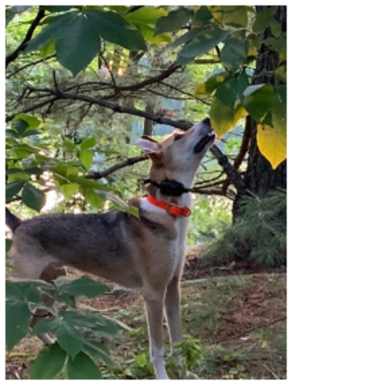 Baxter, a Mountain Cur and West Siberian Laika mix tested with EmbarkVet.com