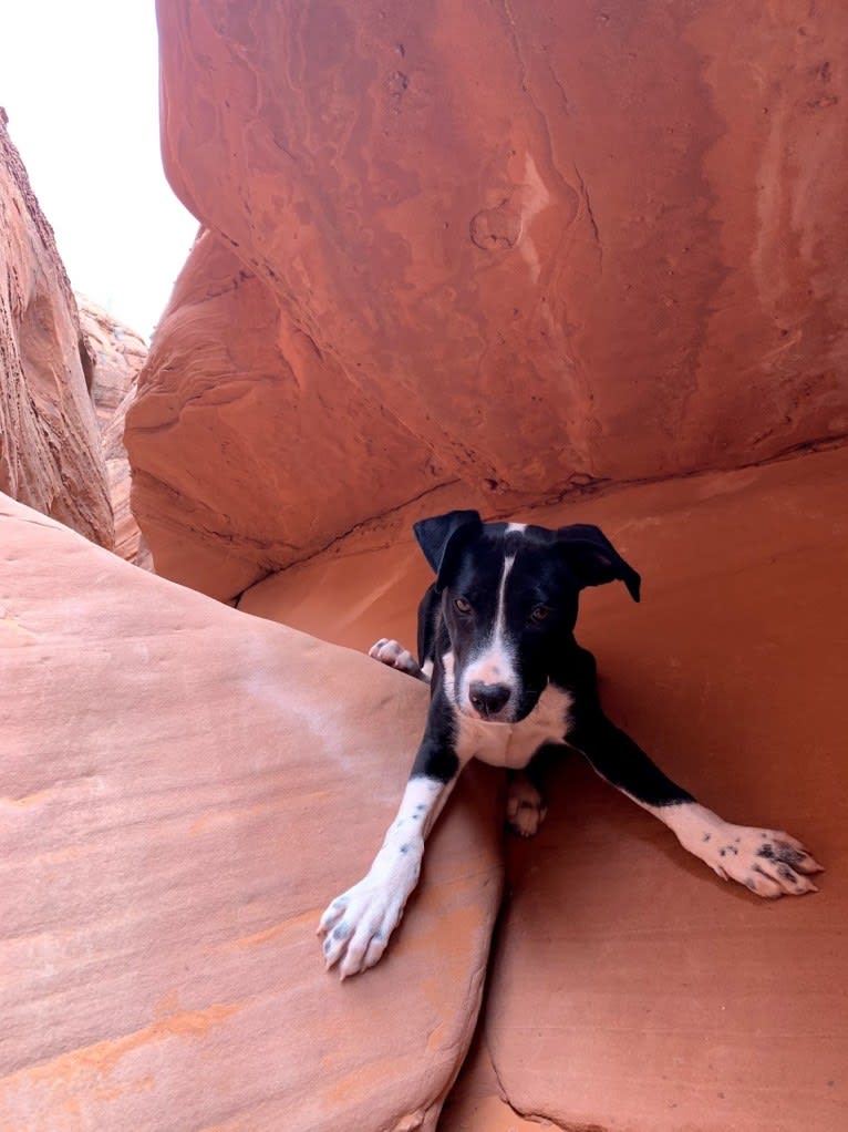 Rufus, an American Staffordshire Terrier and Australian Cattle Dog mix tested with EmbarkVet.com