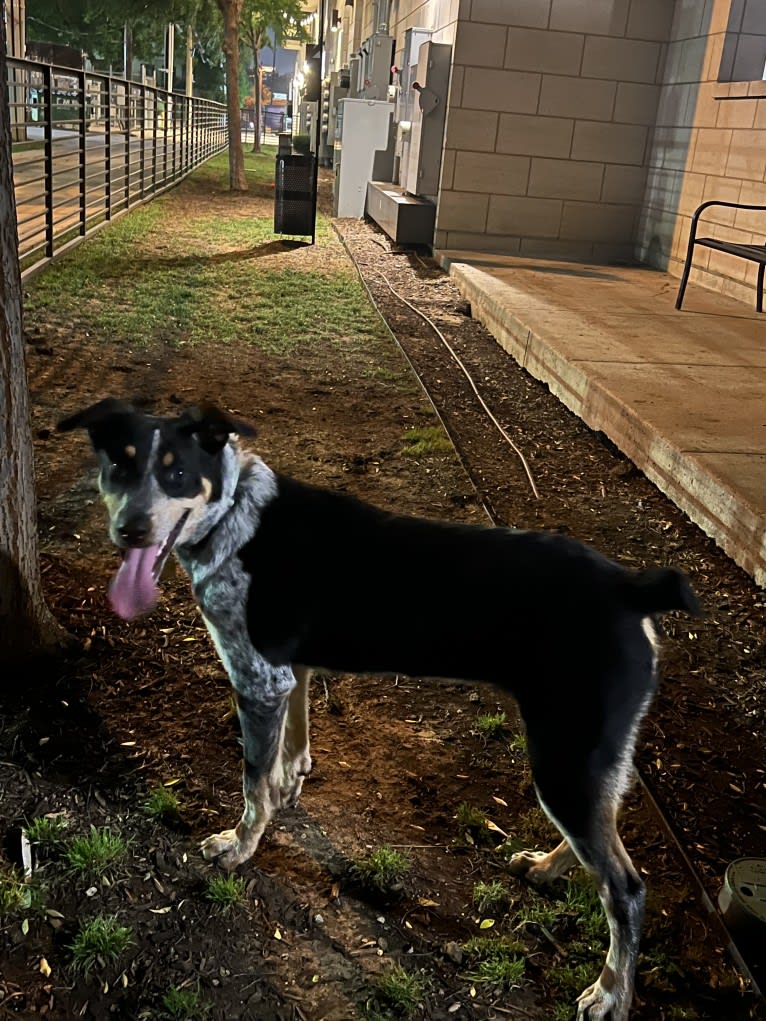 Milo, an Australian Cattle Dog and American Pit Bull Terrier mix tested with EmbarkVet.com