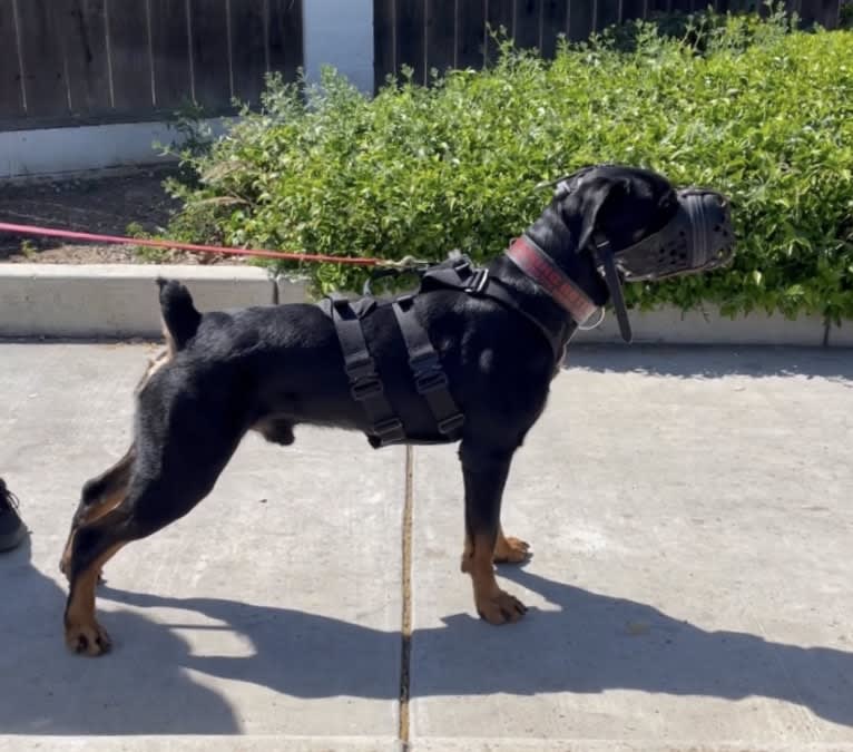 Wüstenhaus Samson, a Rottweiler tested with EmbarkVet.com