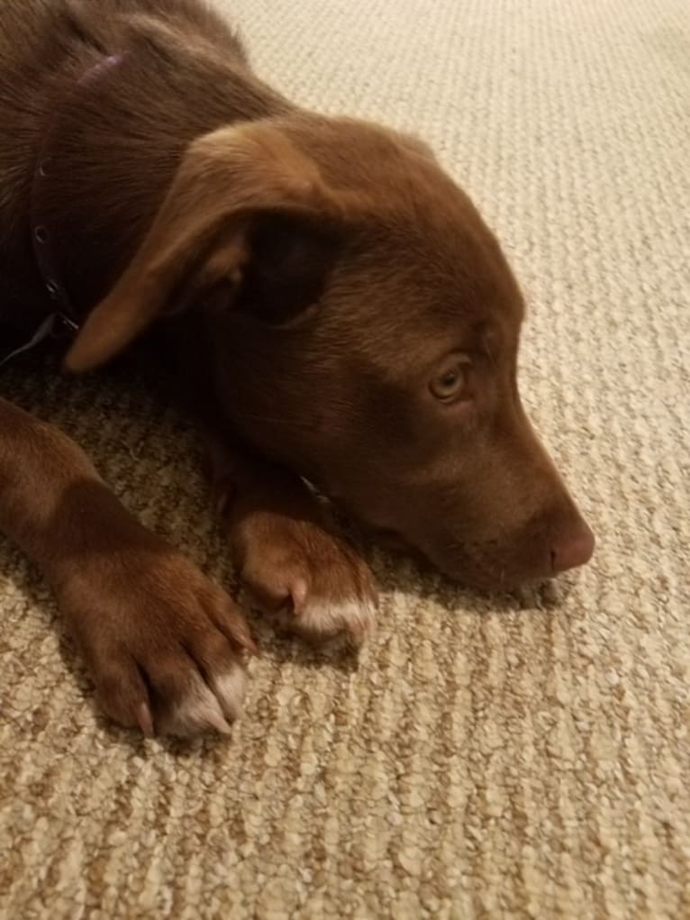 Cochise, a Labrador Retriever and Siberian Husky mix tested with EmbarkVet.com