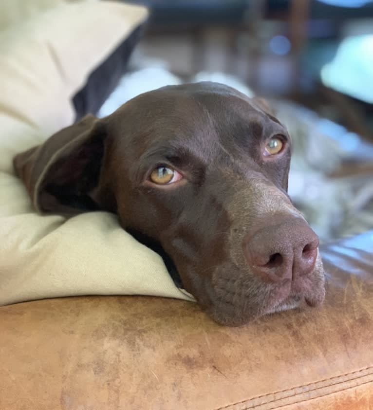 Juniper, a German Shorthaired Pointer tested with EmbarkVet.com