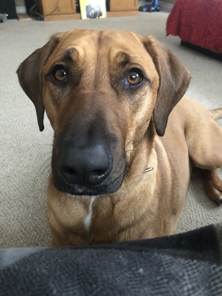 Mocha, a Labrador Retriever and Catahoula Leopard Dog mix tested with EmbarkVet.com