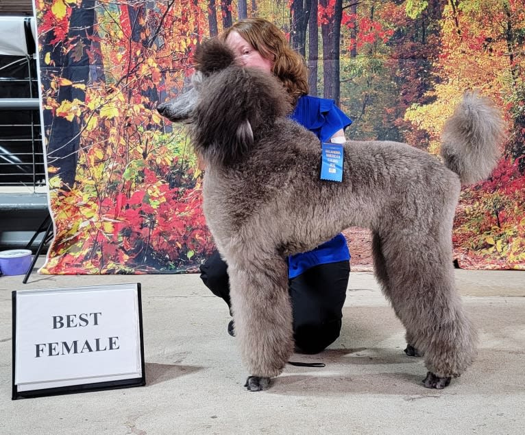 Arwen, a Poodle (Standard) tested with EmbarkVet.com