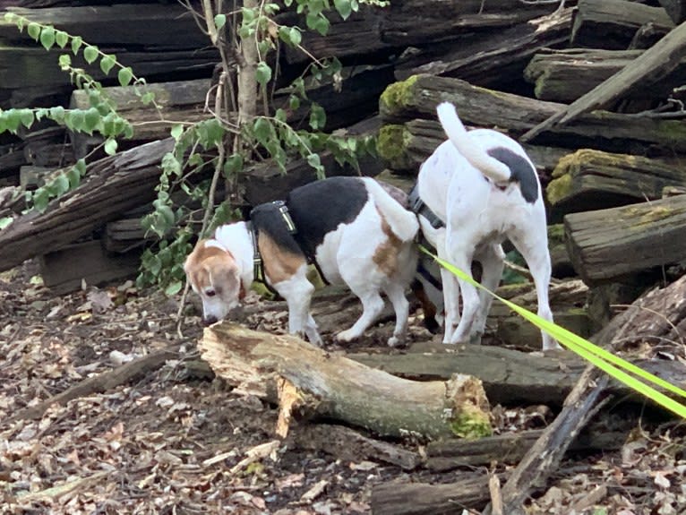 Zoey, a Beagle and Rat Terrier mix tested with EmbarkVet.com