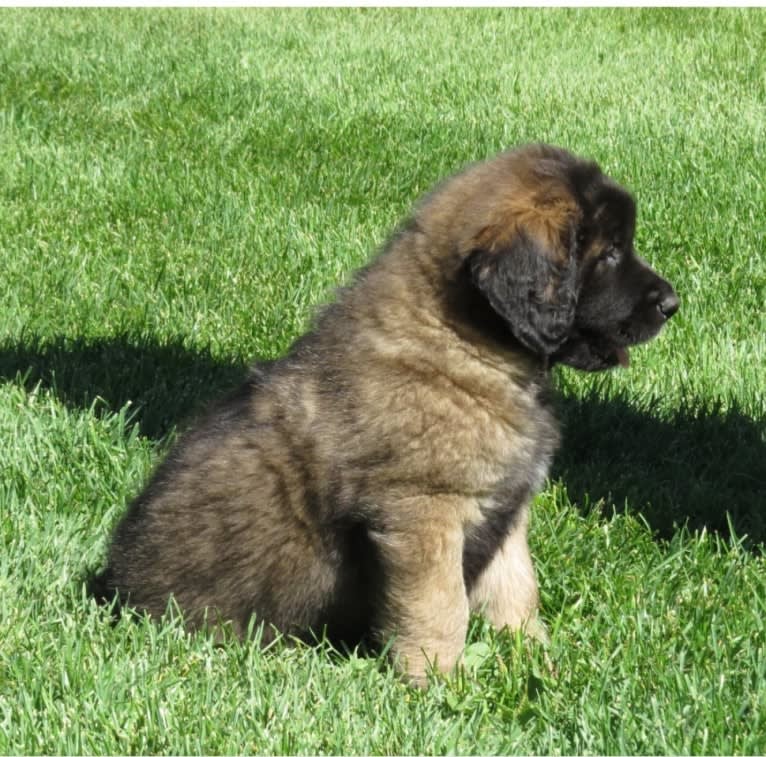 Kamenah's Only For the Brave of Heart "Jasiri", a Leonberger tested with EmbarkVet.com
