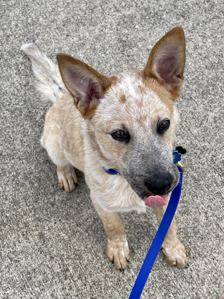 RAWLIE RIGGS, an Australian Cattle Dog and Poodle (Small) mix tested with EmbarkVet.com