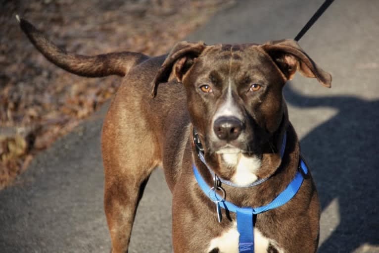 Hunter, an American Pit Bull Terrier and Labrador Retriever mix tested with EmbarkVet.com