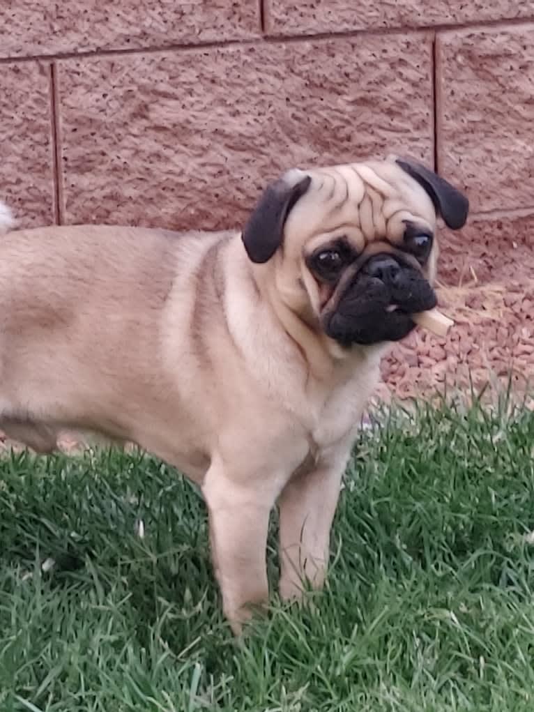 Leroy Fisher, a Pug tested with EmbarkVet.com