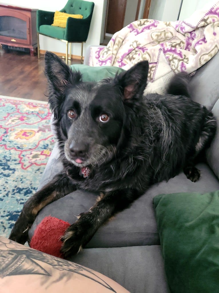 Odin 'stinky butt' Mussatti, an Australian Cattle Dog tested with EmbarkVet.com