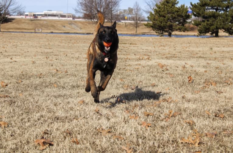 KHs Taking What’s Ours With Fire and Blood “Drogon” TKE RATN, a Belgian Shepherd tested with EmbarkVet.com