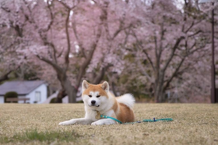 Taiyo, an Akita Inu tested with EmbarkVet.com