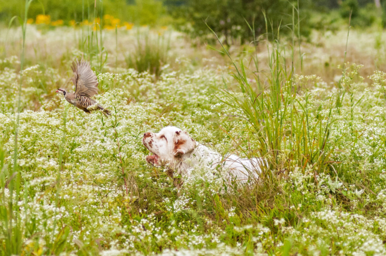 Jackson, a Clumber Spaniel tested with EmbarkVet.com