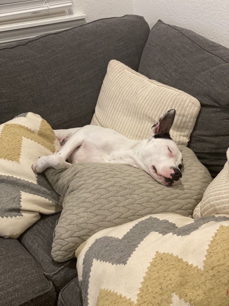 Rocky, an American Pit Bull Terrier and Australian Cattle Dog mix tested with EmbarkVet.com