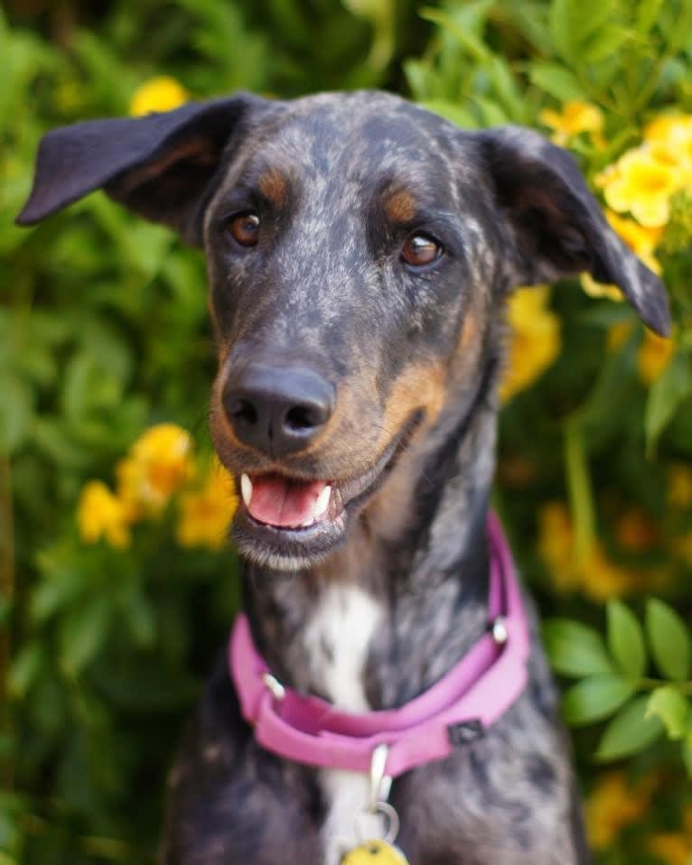 Cricket, a Doberman Pinscher and Rottweiler mix tested with EmbarkVet.com