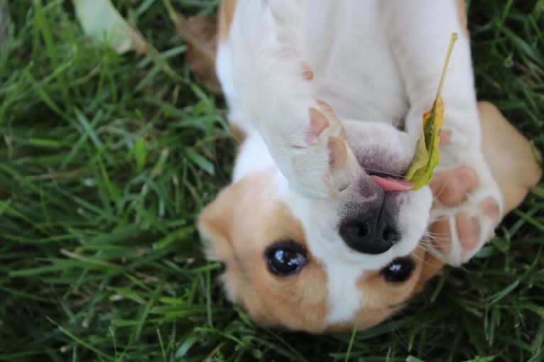 Jewel, a Beagle tested with EmbarkVet.com