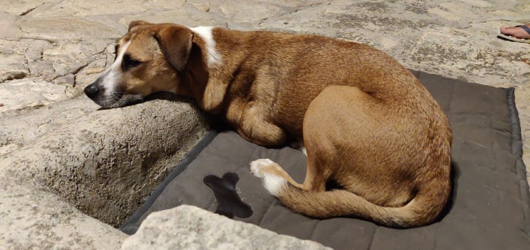 Sparky, an American Pit Bull Terrier and Collie mix tested with EmbarkVet.com