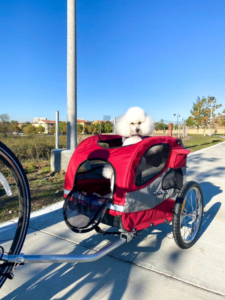 GiGi L'Amour, a Poodle (Small) tested with EmbarkVet.com