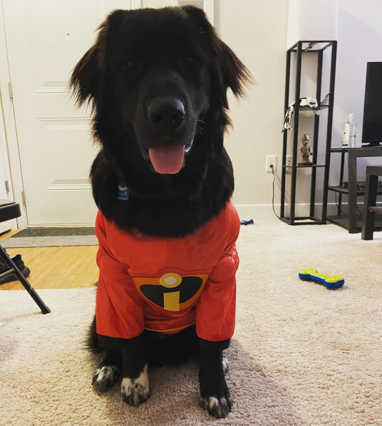 Oliver, a Great Pyrenees and Golden Retriever mix tested with EmbarkVet.com