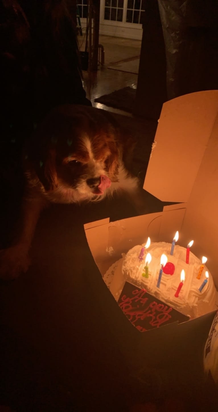 Charlie, a Cavalier King Charles Spaniel tested with EmbarkVet.com