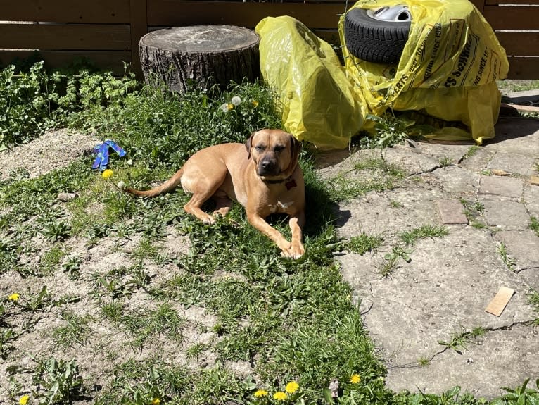 Goose, an American Pit Bull Terrier and American Staffordshire Terrier mix tested with EmbarkVet.com