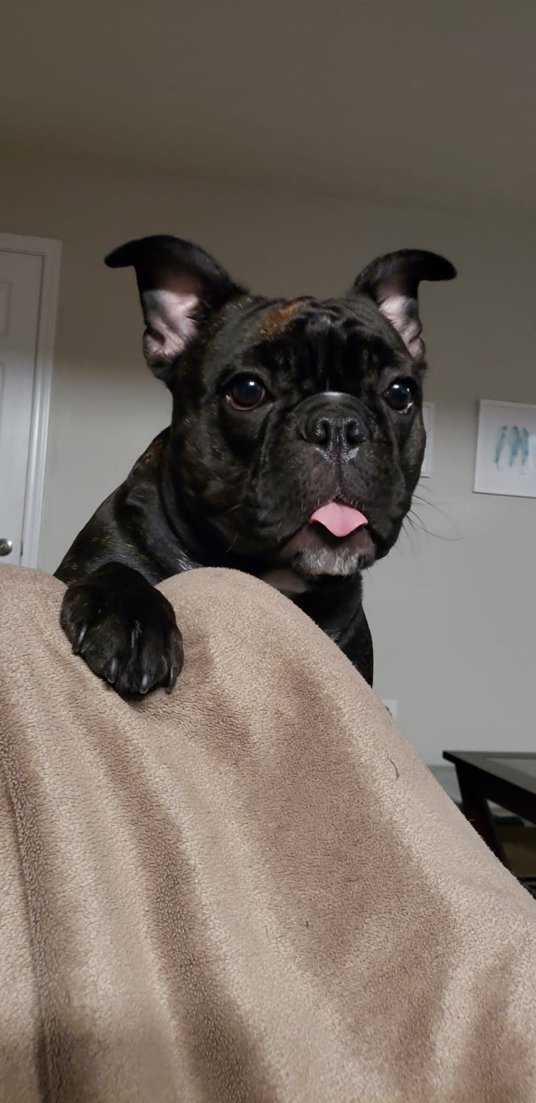 Eris, a French Bulldog and Bulldog mix tested with EmbarkVet.com