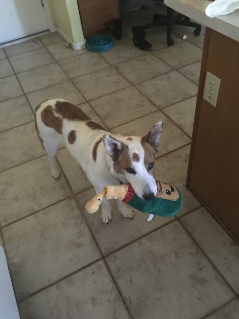 Amos, an Australian Cattle Dog and Schipperke mix tested with EmbarkVet.com