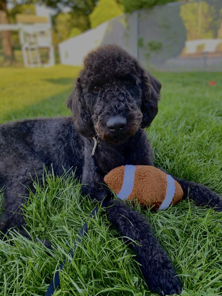 Bowie, an Airedale Terrier and Poodle (Standard) mix tested with EmbarkVet.com